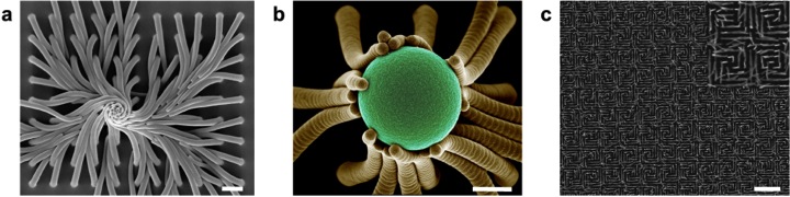 Fig. 1. Scanning electron microscopy images of (a) nanofiber arrays self-organized into a hierarchical chiral structure, (b) a microsphere captured through conformal wrapping of the nanofibers (Winner of 2009 NSF/AAAS International Science & Engineering Visualization Challenge. “Save Our Earth. Let’s Go Green.”), (c) periodic chiral patterns generated by dynamic feedback between self-organizing nanofiber arrays and an evaporating liquid sandwiched between them. The inset in (c) is a zoom-in of the pattern. Scale bars are 2 μm for (a), 1 μm for (b), and 20 μm for (c).         